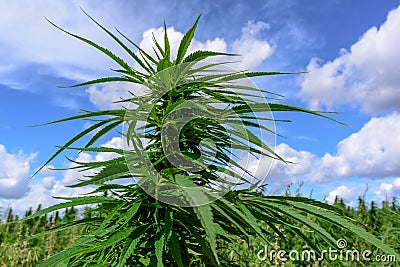 Growth green cannabis Stock Photo