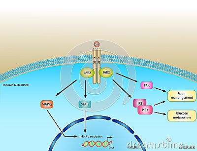 Growth hormone signaling pathway Stock Photo