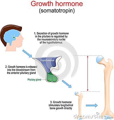 Growth hormone stimulates development of the bone Vector Illustration