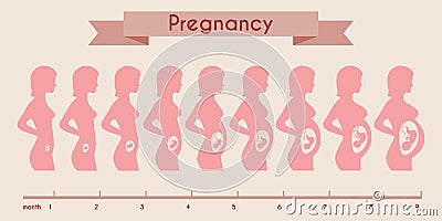 Growth of human fetus with female silhouette in Vector Illustration
