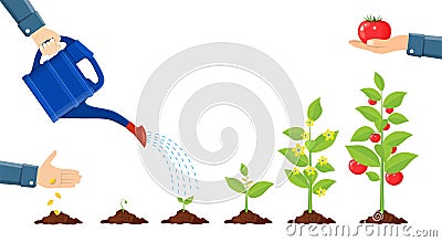 Growth of plant in pot, from sprout to vegetable. Vector Illustration