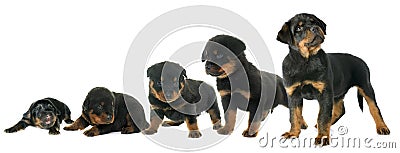 Growth of puppy rottweiler Stock Photo