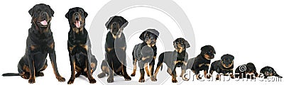 Growth of puppy rottweiler Stock Photo