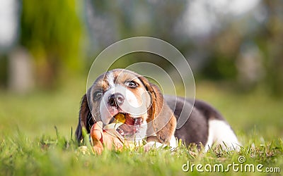 Growth of Puppy Teeth Stock Photo