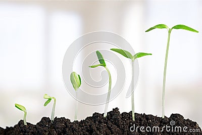 Growth Stock Photo