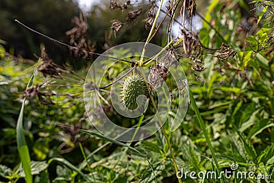 A growth of squirting cucumber or exploding cucumber among thickets of weeds Stock Photo