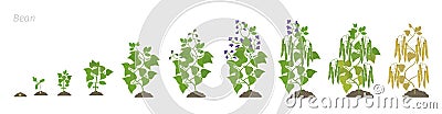 Growth stages of bean plant. Bean family Fabaceae phases set ripening period. Life cycle, animation progression. Vector Illustration