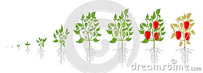 Growth stages of bell pepper plant. Vector illustration. Capsicum annuum. Sweet pepper life cycle. On white background. Vector Illustration