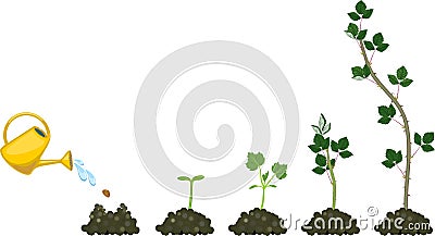 Growth stages of blackberry plant from planting a seed to plant with green leaves Vector Illustration