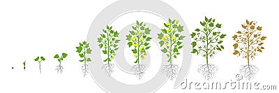 Growth stages of Cotton plant. Plant increase phases. Vector illustration. Gossypium from which cotton is harvested Vector Illustration