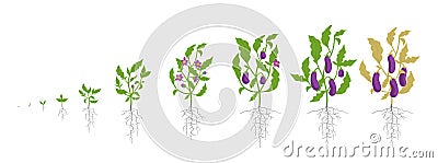 Growth stages of eggplant plant. Vector illustration. Solanum melongena. Aubergine, brinjal life cycle. Botanically Vector Illustration