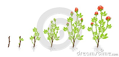 Growth stages of garden roses plant. Vector illustration. Shoots from cuttings. Rosa abyssinica rosaceae. Vector Illustration