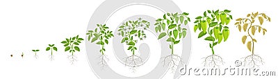 Growth stages of green bell pepper vegetable plant. Capsicum annuum. Ripening period steps. Harvest animation Vector Illustration
