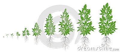 Growth stages of hemp plant. Marijuana phases set. Cannabis indica ripening period. The life cycle. Weed Growing Vector Illustration