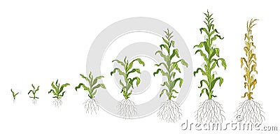 Growth stages of Maize plant. Corn development phases. Zea mays. Ripening period. The life cycle. Infographic set Vector Illustration