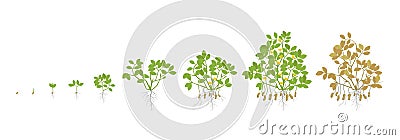 Growth stages of peanut plant. Peanut increase phases. Vector illustration. Arachis hypogaea. The life cycle. Also known Vector Illustration