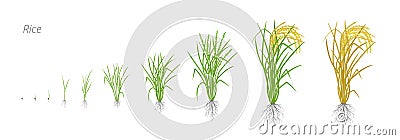 Growth stages of rice plant. The life cycle. Rice increase phases. Oryza sativa. Ripening period. Vector illustration. Vector Illustration