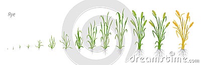 Growth stages of Rye plant. Cereal increase phases. Vector illustration. Secale cereale. Ripening period. Rye grain life Vector Illustration