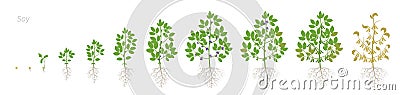 Growth stages of Soybean plant with roots. Soya bean phases set ripening period. Glycine max life cycle, animation Vector Illustration