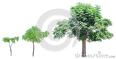 Growth stages of tree Stock Photo