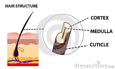 The growth and structure of human hair. Anatomy of the skin and hair. Cross section of skin layers. Detailed medical poster Vector Illustration