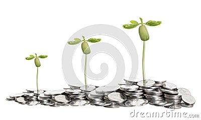 Growth of tree on pile of coins, on white background Stock Photo