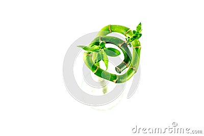 Growthing green beautiful leaves of Ribbon dracaena, Lucky bamboo, Stock Photo