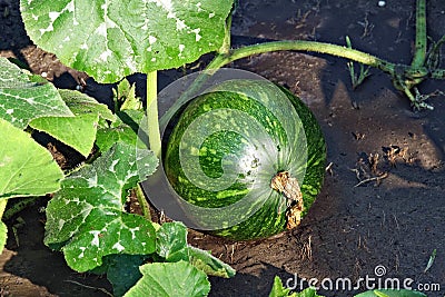 Growwing green watermelon on the household plot Stock Photo