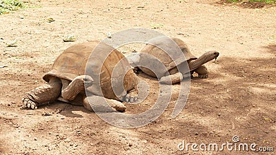 Große Schildkröten auf dem Sand stock footage Große Schildkröten auf dem Sand stock footage