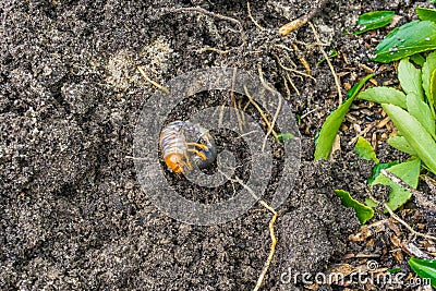 Grub larva in the sand of the garden from a little distance Stock Photo