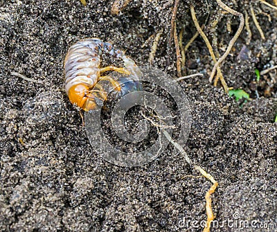 Grub larva in the sand of the garden macro super close up Stock Photo