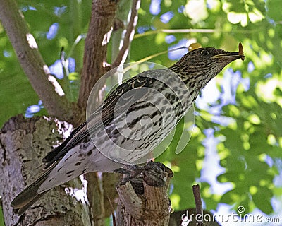 Grub Starling Stock Photo