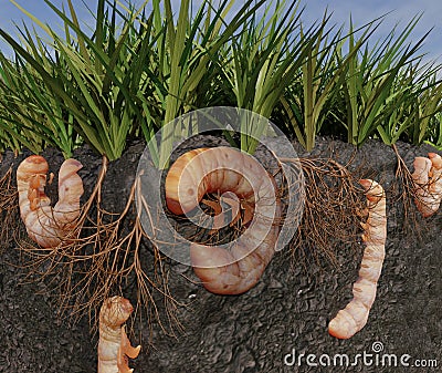 Grubs Eating Grass Roots Illustration Cartoon Illustration