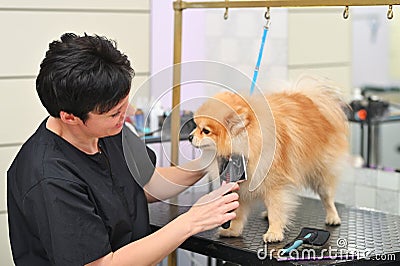 A grummer combs the wool of a Pomeranian with a brush. Stock Photo