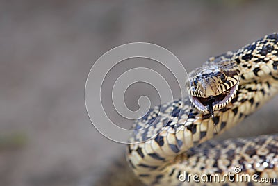 Grumpy Bull snake Stock Photo