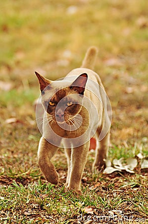 Grumpy cat concept - I quit, I am leaving Stock Photo