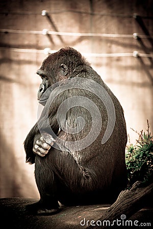Grumpy gorilla Stock Photo