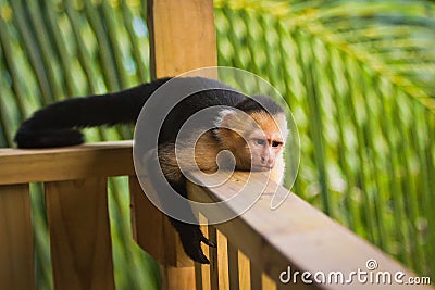 Grumpy monkey - White-faced capuchin lying on handrail Stock Photo