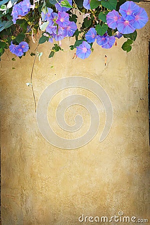 Grunge bindweed background Stock Photo