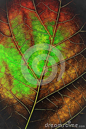 Grunge leaf Stock Photo