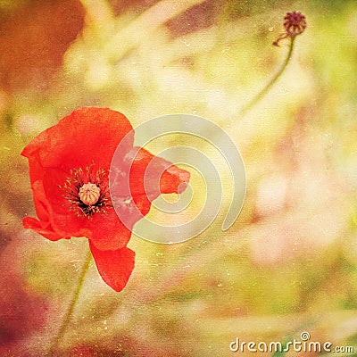 Grunge paper background , bright red poppy Stock Photo