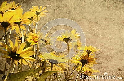 Grunge yellow flowers Stock Photo