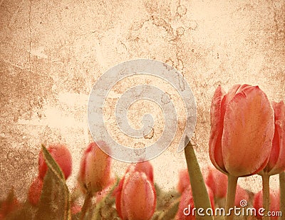 Grungy tulip stationery Stock Photo