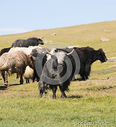 Grunting ox Stock Photo