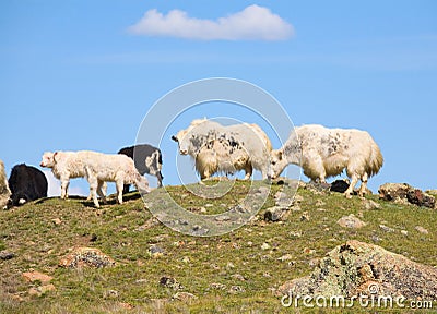 Grunting ox Stock Photo