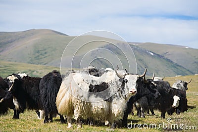 Grunting ox Stock Photo