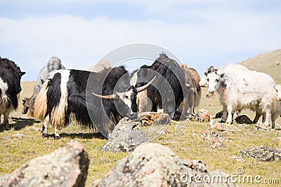 Grunting ox Stock Photo