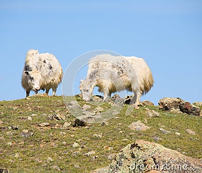 Grunting ox Stock Photo