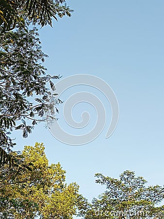 Grup of tree , view from the ground Stock Photo