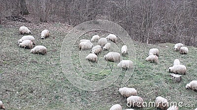 Gruppo di pecore da pascolare Gruppo di pecore da pascolare